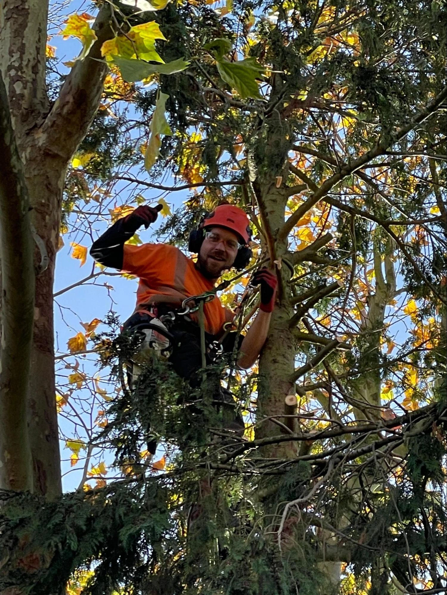 Basildon Tree Care Experts